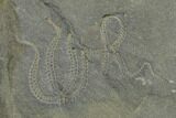 Wide Plate With Nine Brittle Star (Ophiura) Fossils - Morocco #155377-2